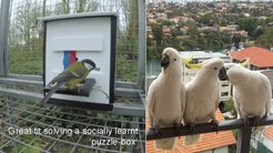 Great tit solving a socially learnt ‘puzzle-box