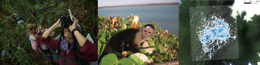 Demography, Information and the Movement Ecology of Capuchins